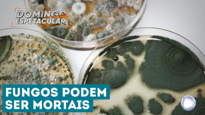 Planeta em Perigo 10: Fungos estão mais resistentes e podem levar à morte