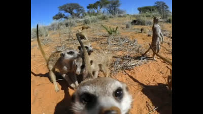 Suricata no se deja engatusar